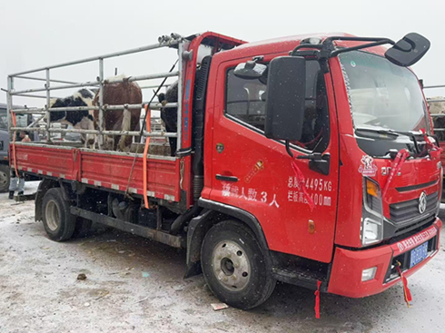 ãã��ԭţ������|�L�p�������P