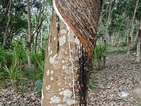 �ᭇ݆̥�e�O�Єӣ�֧�������l(xi��ng)��ɳ��m(x��)�l(f��)չ